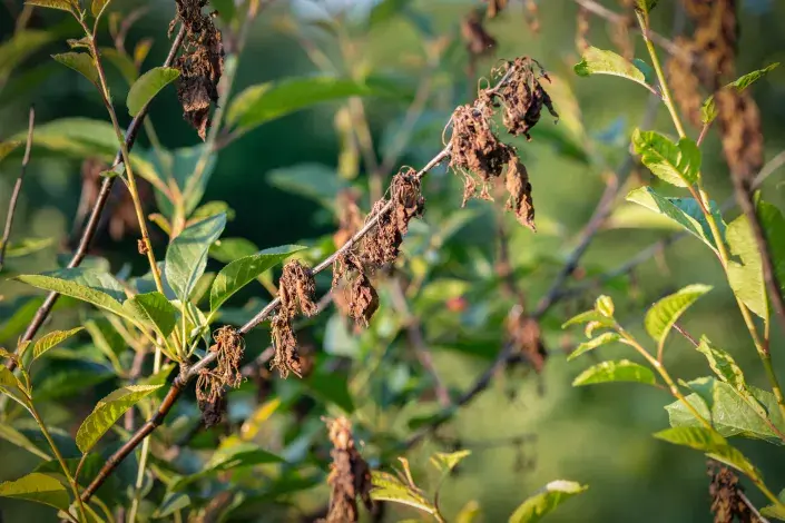 Moniliová spála dřevin Moniliová spála dřevin
