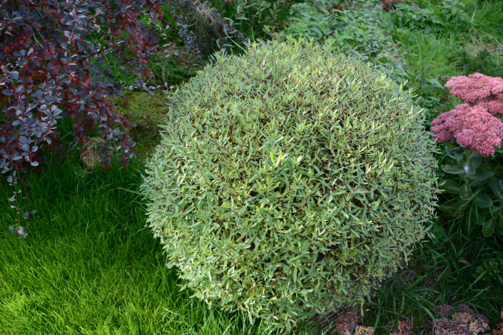 Salix purpurea