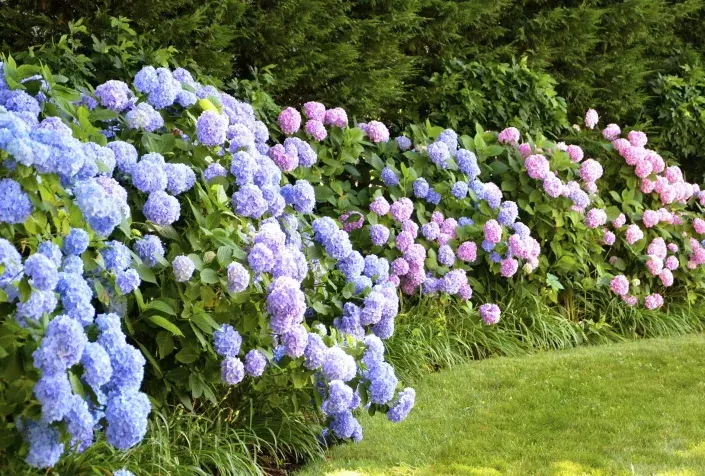 živý plot z hortenzií živý plot z hortenzií