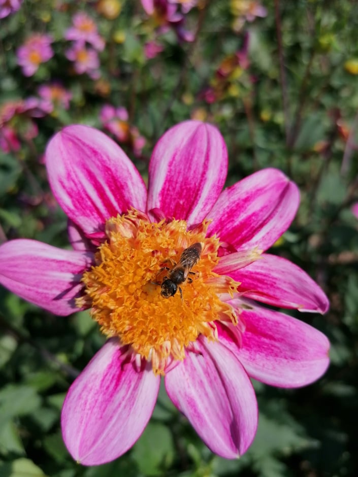 Anemonkovité jiřiny jsou oblíbené pro včely