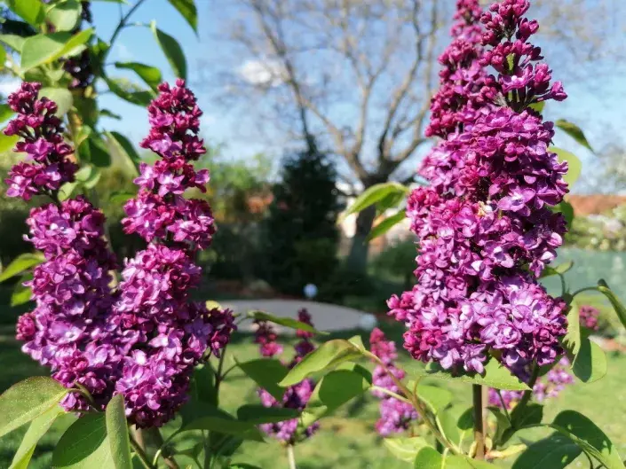 Bohatě kvetoucí laty šeříku Šeříky lákají svojí omamnou vůní