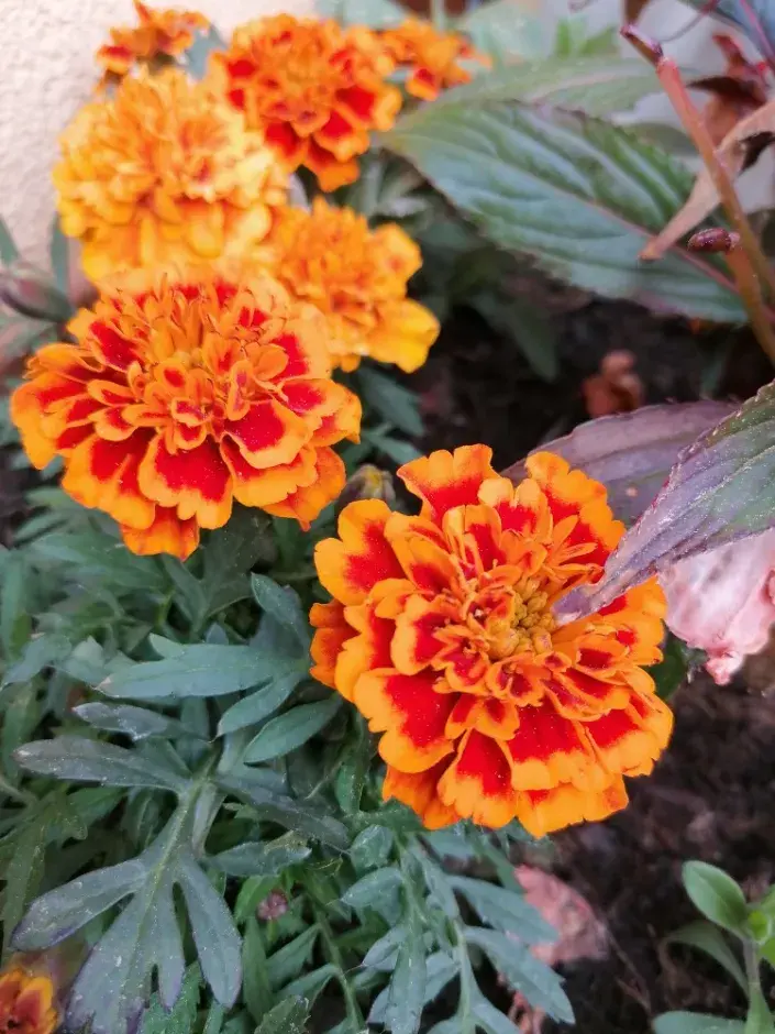 Tagetes patula nana