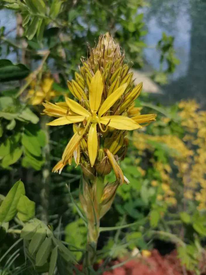 Asfodelka žlutá Asfodelka žlutá má rozhodně exotický vzhled