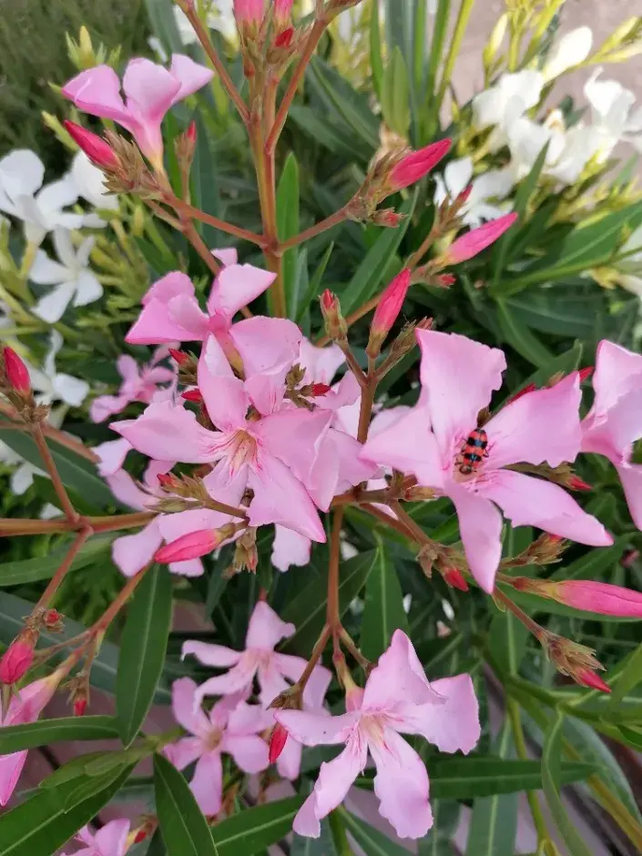 Oleandr patří mezi jedovaté rostliny Oleandry jsou často pěstované v nádobách