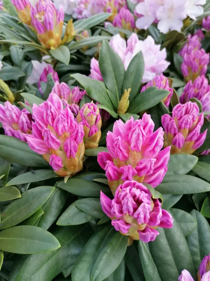 Rozkvétající rododendron Rozkvétající rododendron