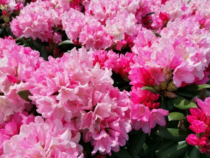 Pěnišníky v květu Kultivary kvetoucí růžově patří k těm nejoblíbenějším