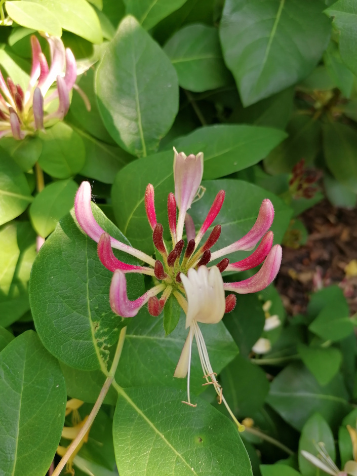 Zimolez (Lonicera sp.) má rovněž jedovaté plody