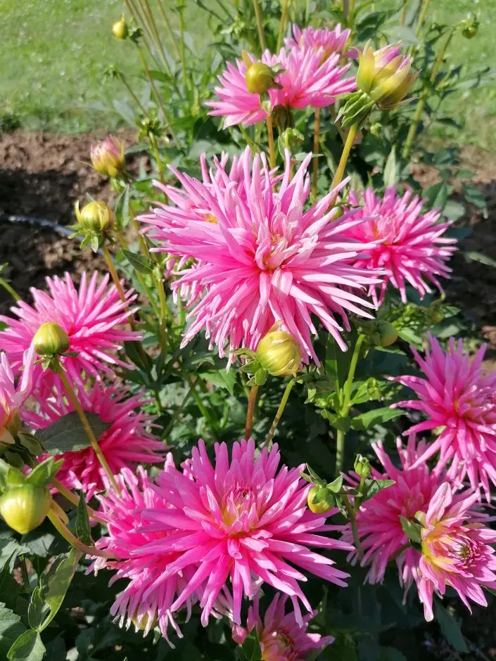 Kaktusovité jiřiny Kaktusovité jiřiny jsou zajímavou soliterou