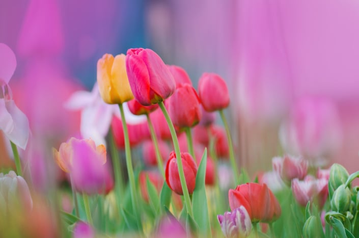 Co s odkvetlými tulipány (a jinými cibulovinami), aby za rok zase krásně vykvetly: hlavně jim teď nestříhejte listy