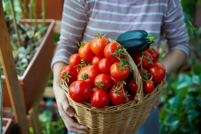 Zelenina na balkoně Zelenina na balkoně