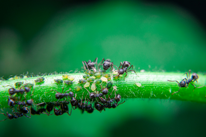 Mravenci v symbióze se mšicemi