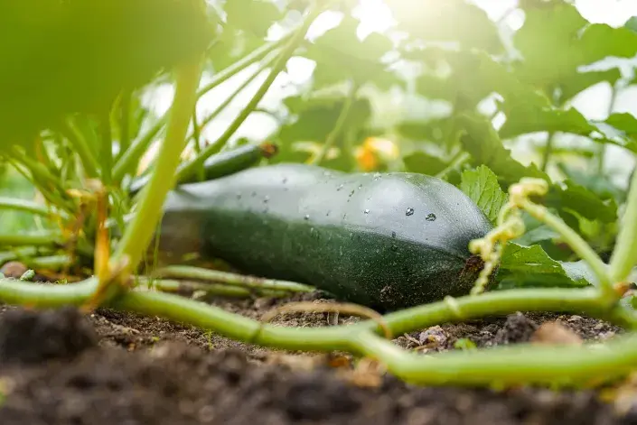 co vysévat v červnu co vysévat v červnu