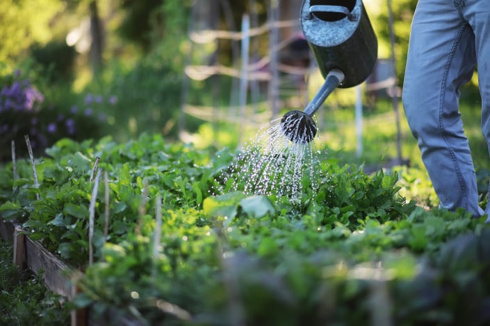 5 tipů  na zalévání, které můžete aplikovat hned a vaše zelenina poroste jak blázen i v tom největším suchu