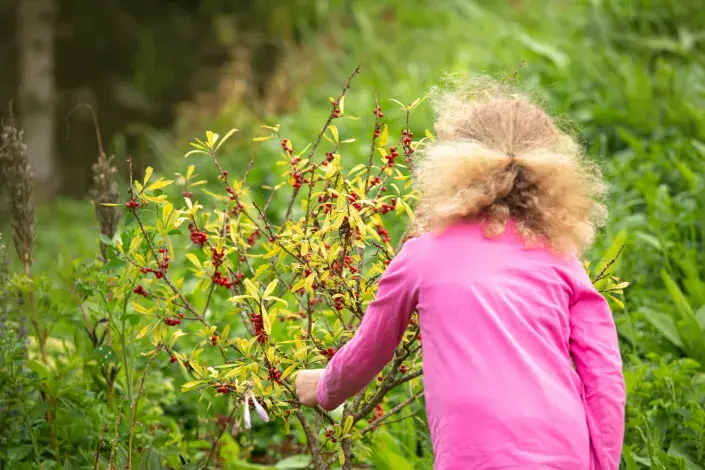Kvíz: Rozeznáte jedovaté rostliny od jedlých? Kvíz: Jedlé a jedovaté rostliny