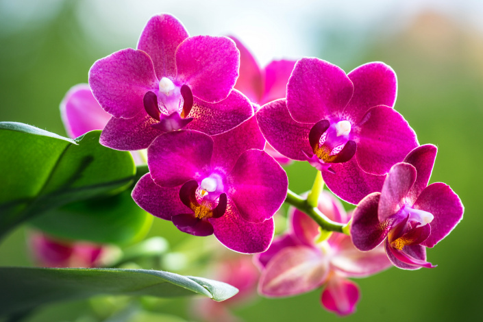 Phalaenopsis