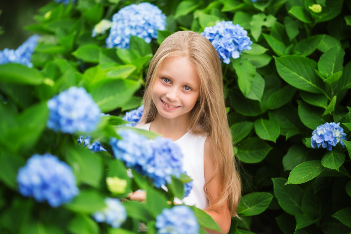 Modré květy hortenzií