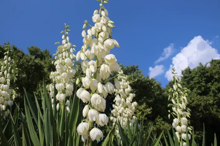 Juka vláknitá v zahradě Juka vláknitá v zahradě