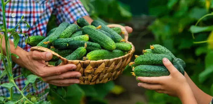 Sklizeň okurek Sklizeň okurek