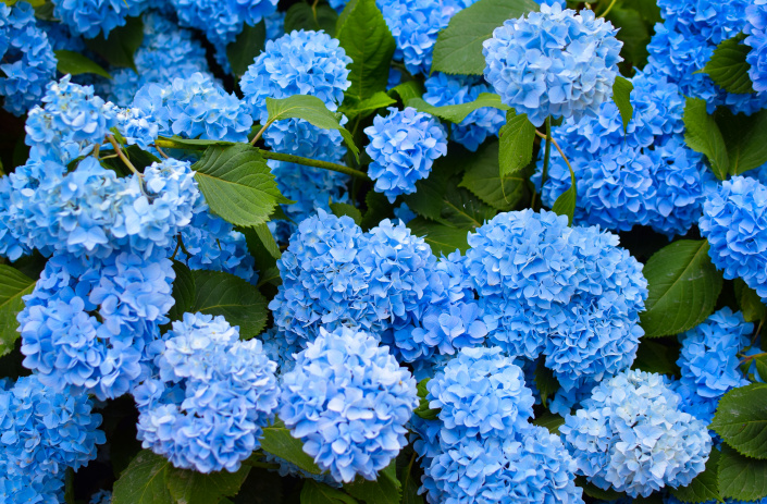 Modré květy hortenzie