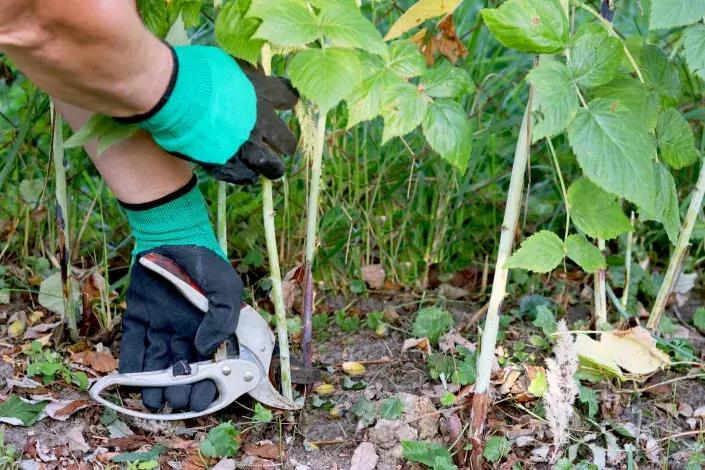 Střih malin Střih malin
