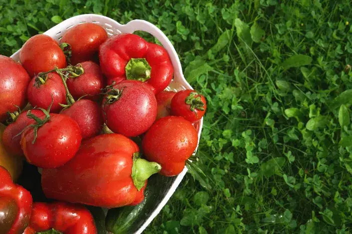 Úroda rajčat a paprik Úroda rajčat a paprik