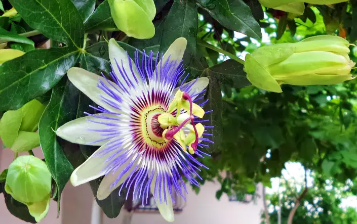 Passiflora