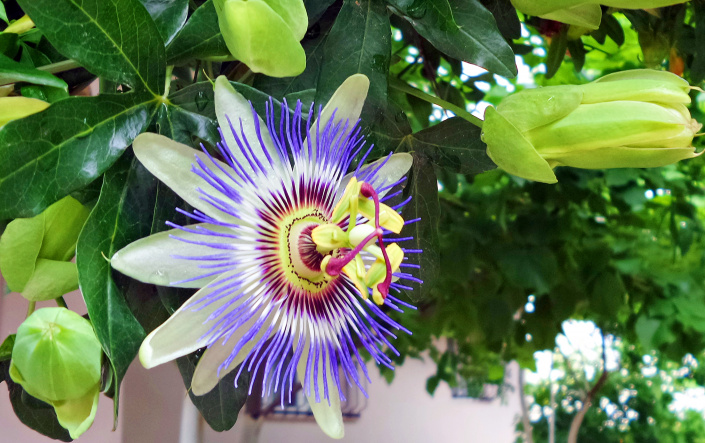 Passiflora