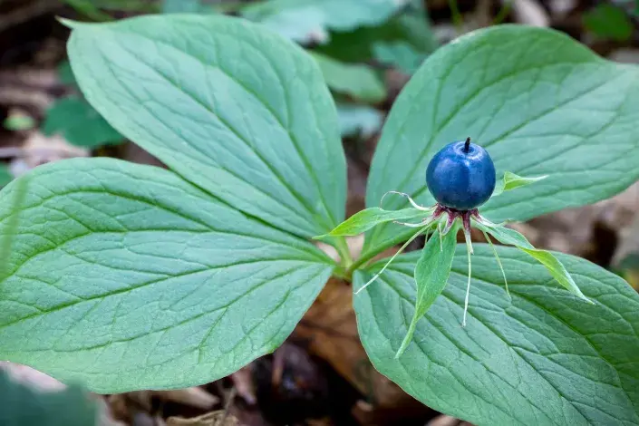 Vraní oko Vraní oko