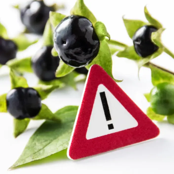 Nebezpečné rostliny Nebezpečné rostliny