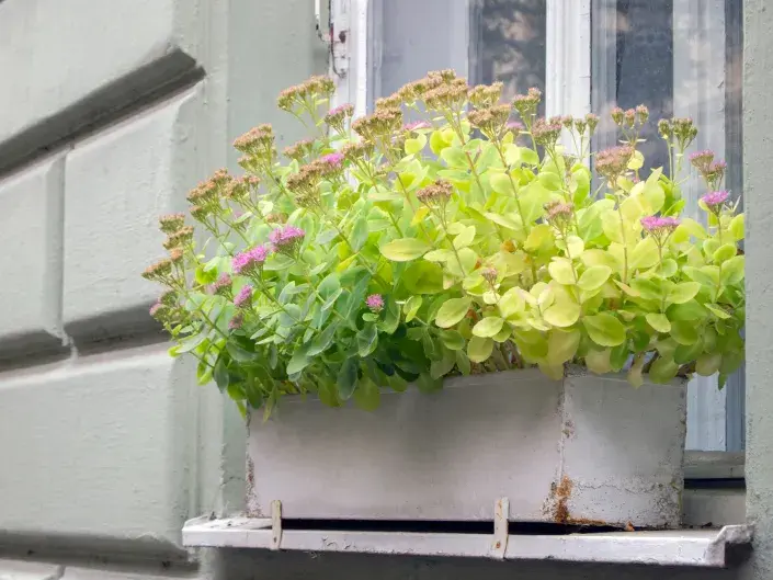 Rozchodník v nádobě