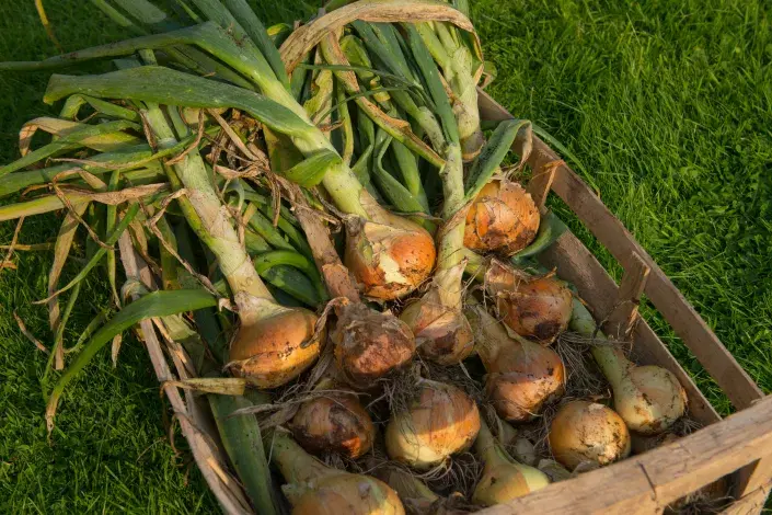 Sklizeň cibule Sklizeň cibule