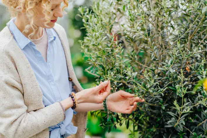 Nákup trvalek Nákup trvalek