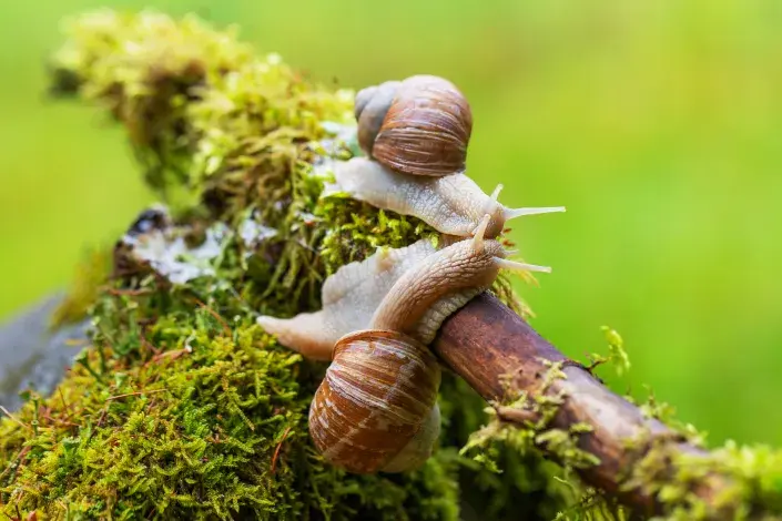 Hlemýžď Hlemýžď