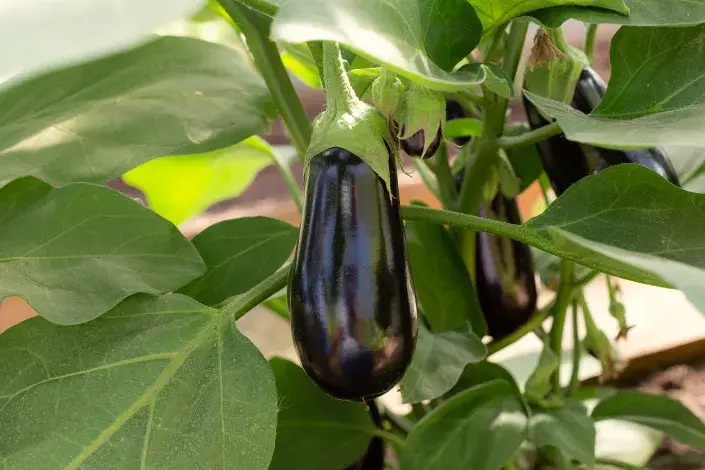 Lilek neboli baklažán Lilek neboli baklažán