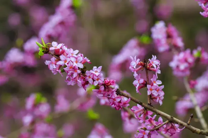 Lýkovec jedovatý Lýkovec jedovatý