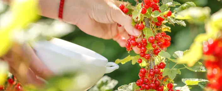 červený rybíz červený rybíz