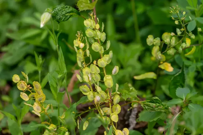 Penízek rolní Penízek rolní