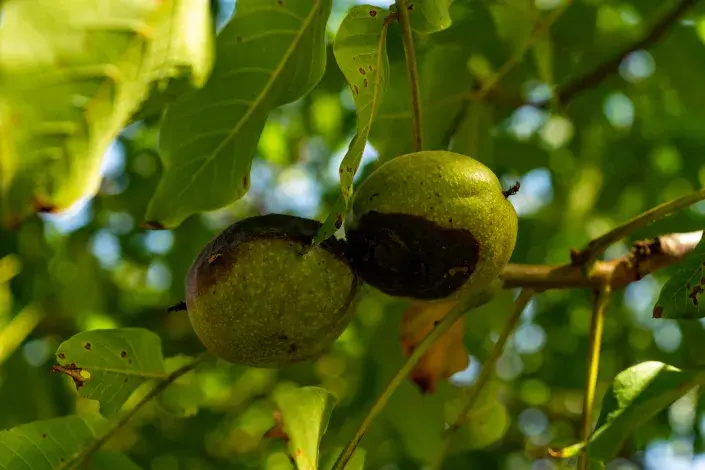 Vrtule ořechová Vrtule ořechová
