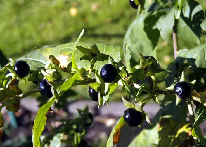 Rulík zlomocný Rulík zlomocný