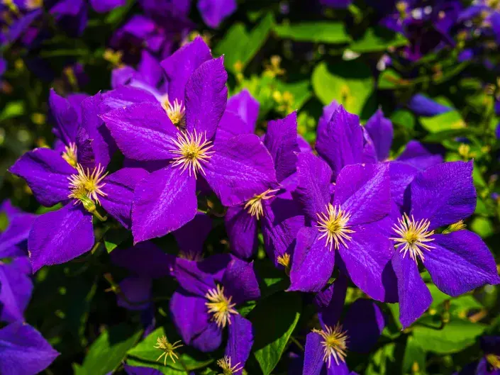 plamének Jackmanův plamének Jackmanův