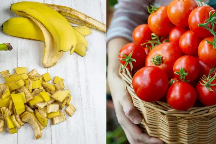 hnojivo z banánových slupek hnojivo z banánových slupek