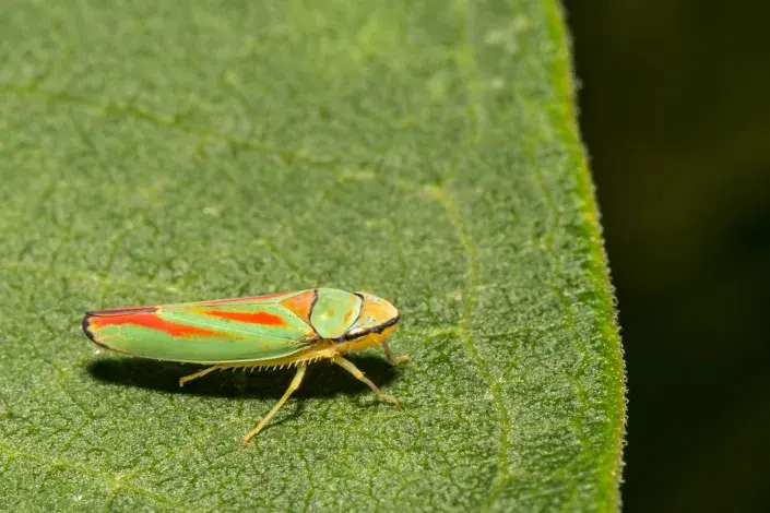 Sítinovka Sítinovka