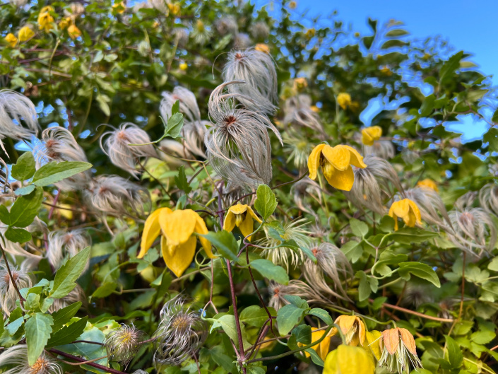 Clematis tangutica