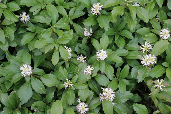 Tlustonitník neboli Pachysandra