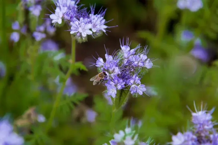 Zelené hnojení Zelené hnojení