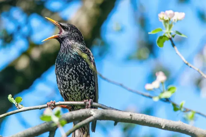 Špaček obecný Špaček obecný