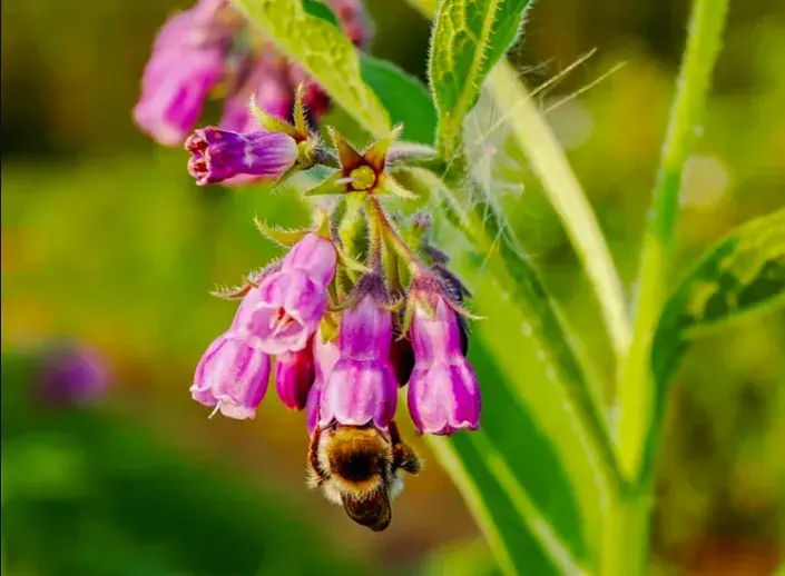 Poznáte bylinky na obrázku? Poznáte bylinky na obrázku?