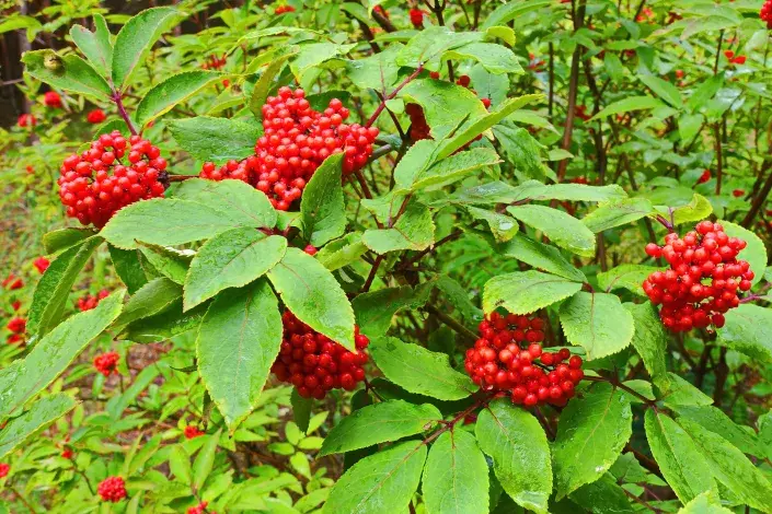 Bez červený Bez červený