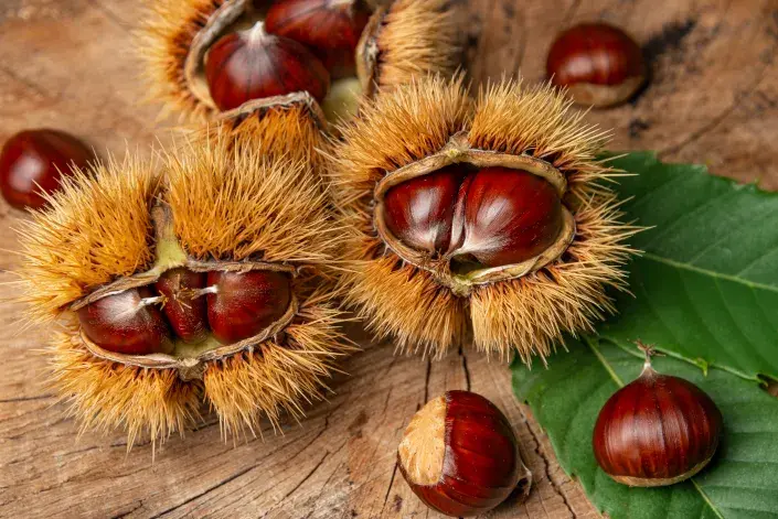 Semena kaštanovníku Semena kaštanovníku
