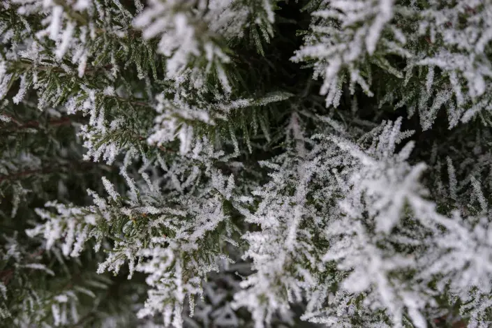 Rozmarýn v zimě Rozmarýn v zimě